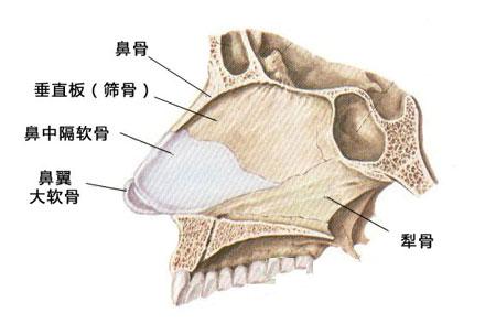 鼻中隔偏曲的症状