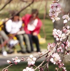 野花易引发过敏性鼻炎